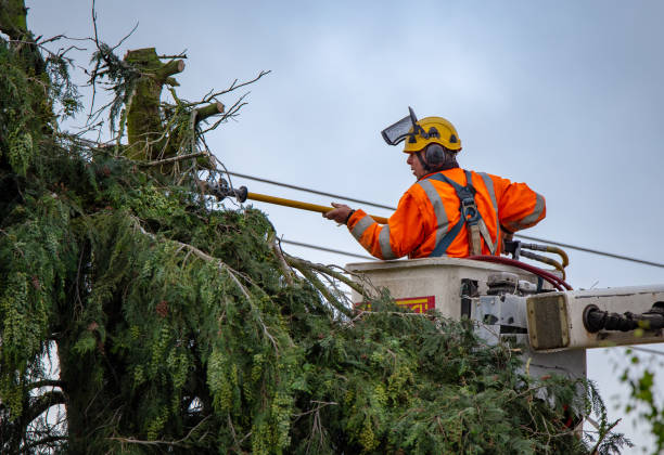 Best Utility Line Clearance  in Bunnell, FL