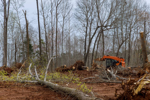 Best Hazardous Tree Removal  in Bunnell, FL