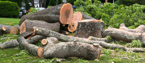 Reliable Bunnell, FL Tree Care Solutions